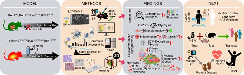 graphical_abstract.png